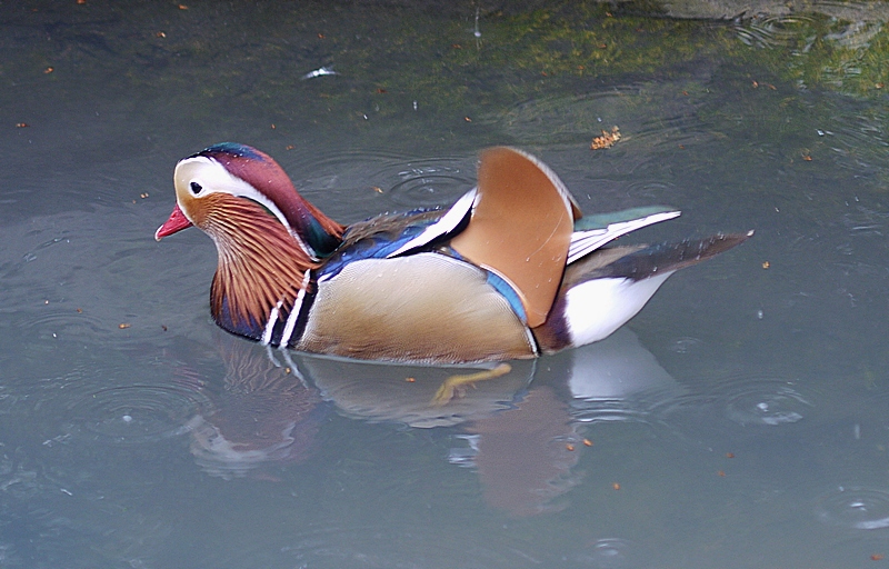 Mandarin Duck