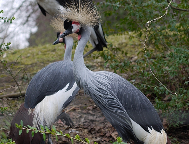 Grey Crowned Crane