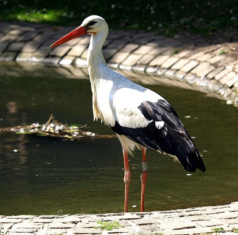 Thirsty Stork