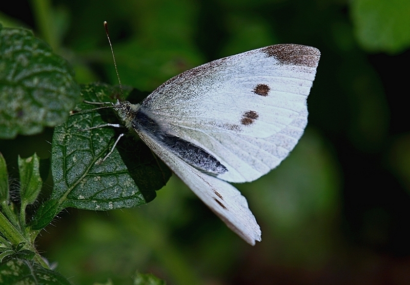  Large White