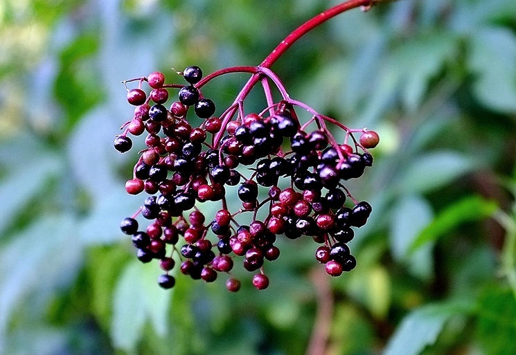 o3/80/968480/1/138121445.UpGVd1t0.Elderberries.jpg