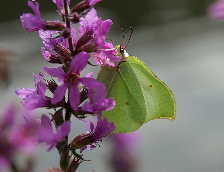 Common Brimstone (Gonepteryx rhamni - Zitronenfalter)