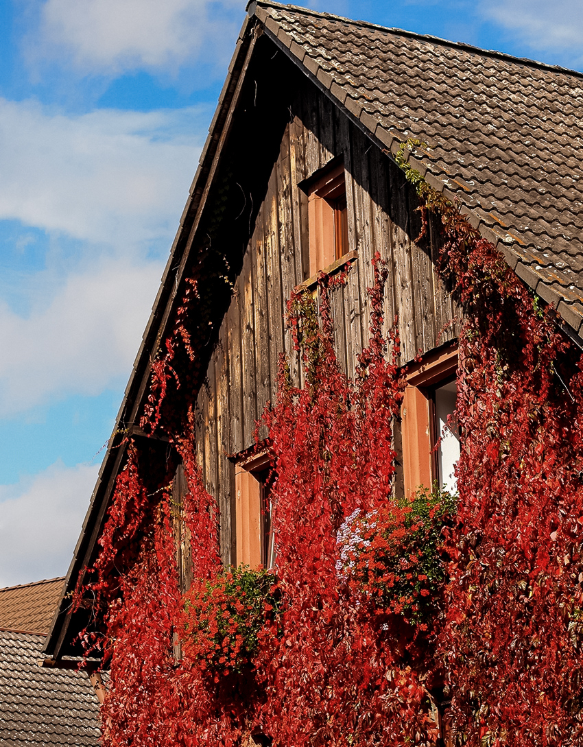 Autumn is Taking Over