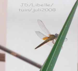 libelle.jpg