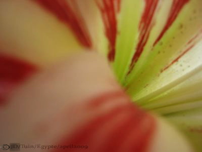 Amaryllis