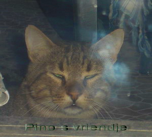 o3/80/993780/1/138104589.uYkYsnaD.pinovriend.jpg