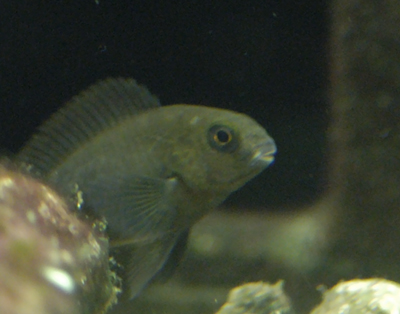 fry 02-23-05.jpg