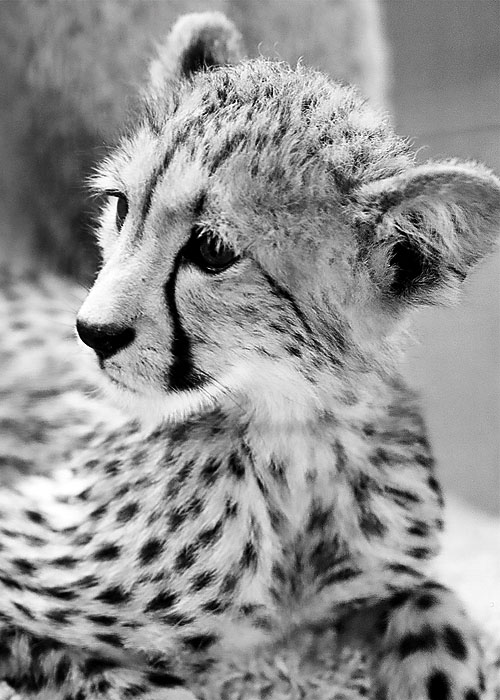 Baby Cheetah