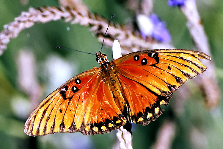 Old Butterfly