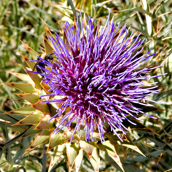 Busy Bee