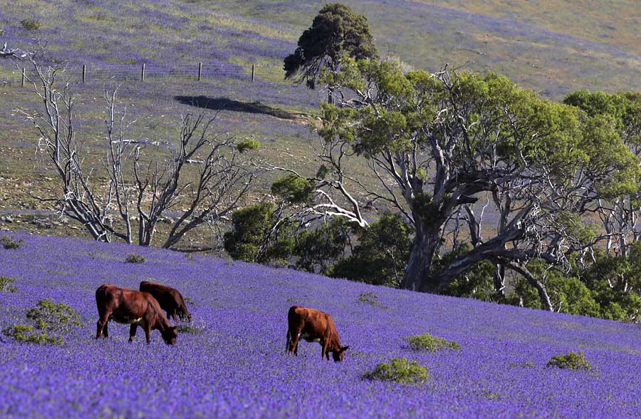 Brown Cows and Purple Fields.jpg