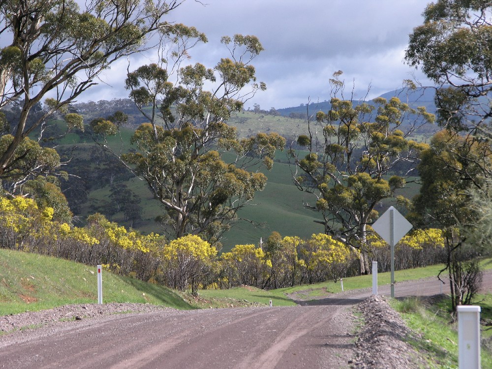 Alligator Gorge Road.JPG
