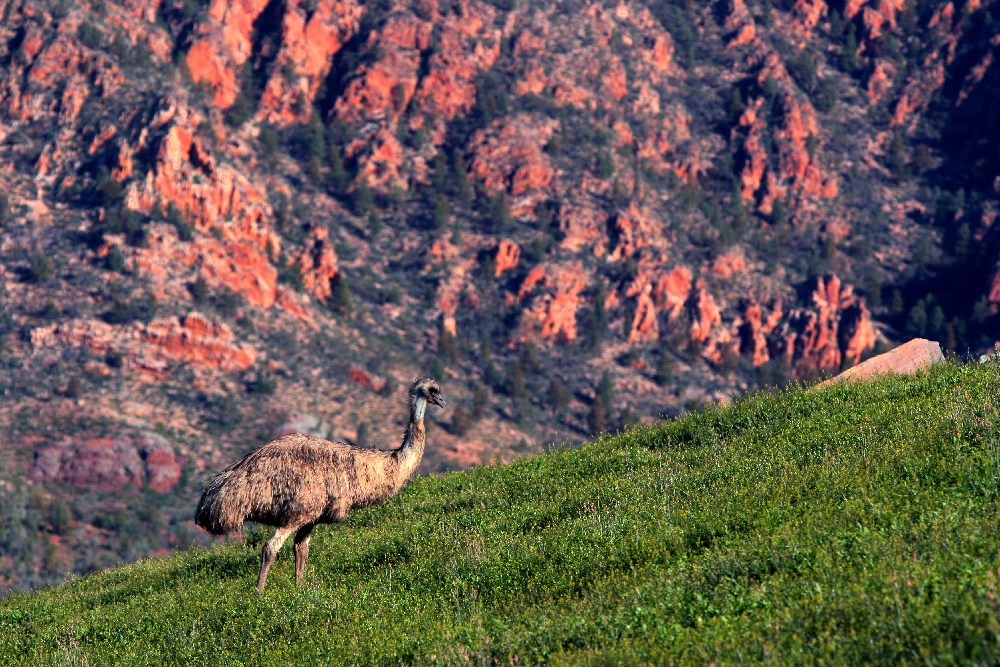 Chace Range Emu.jpg