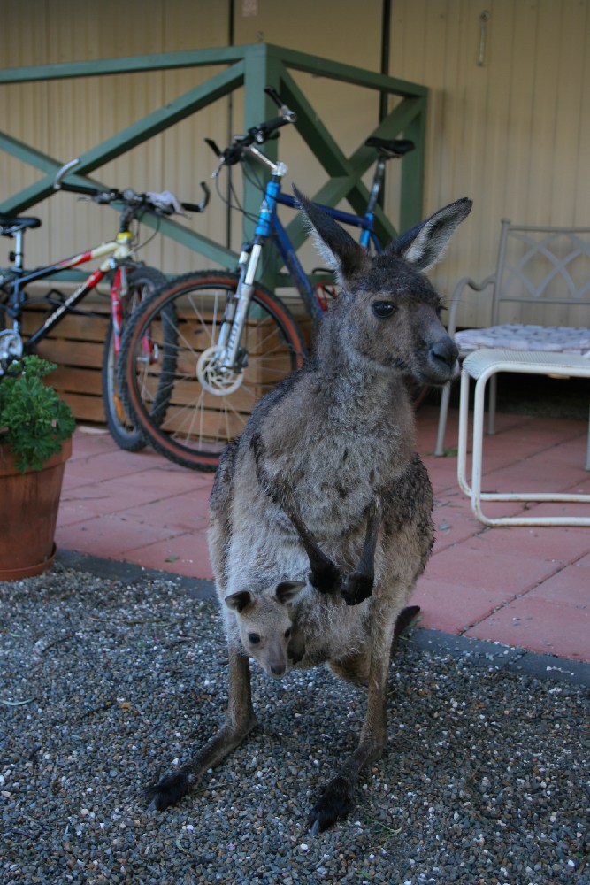 Melrose Caravan Park.JPG