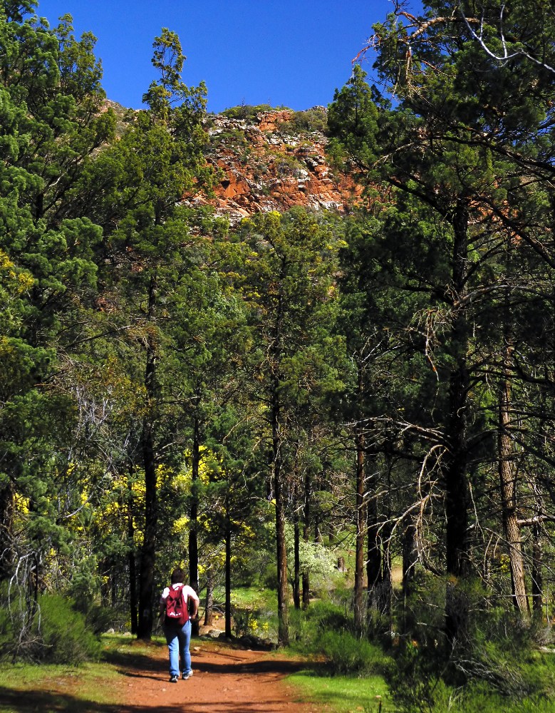 Saint Marys Peak Track.jpg