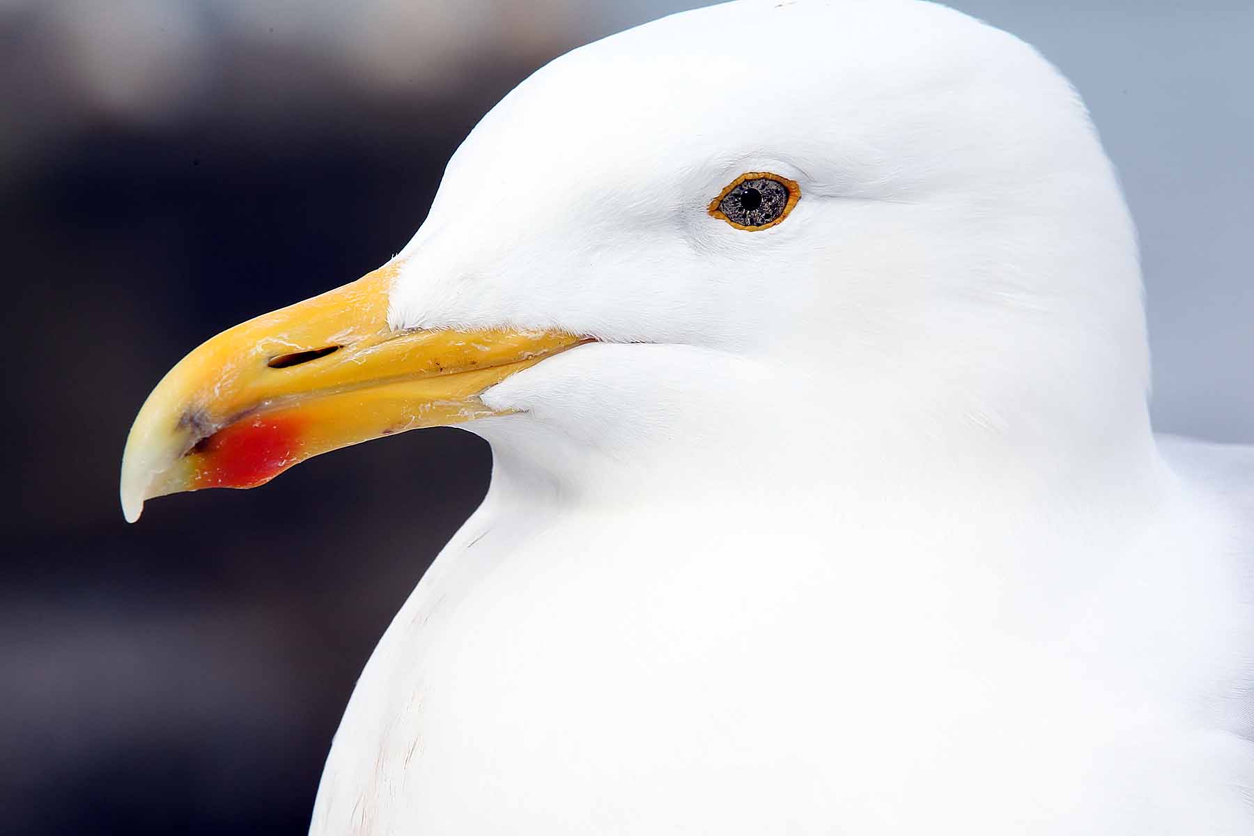 Did I say I like seagulls?