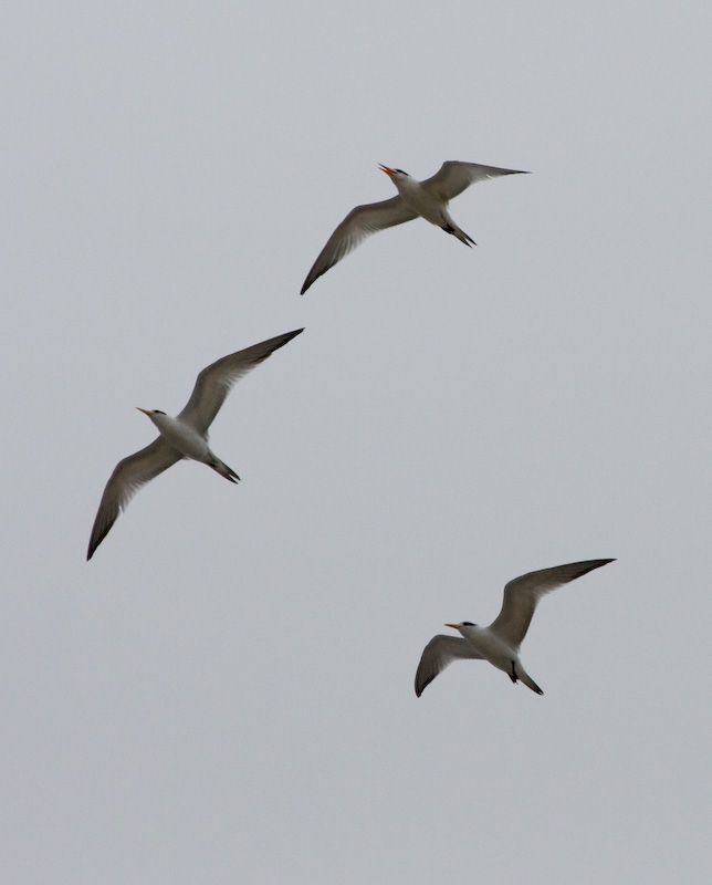 Terns flying