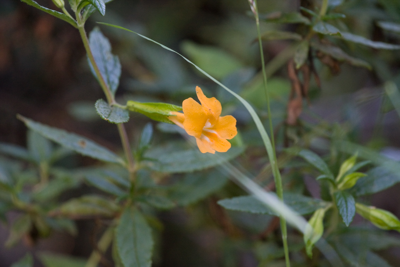 Sticky Monkey Flower (Mimulus aurantiacus)