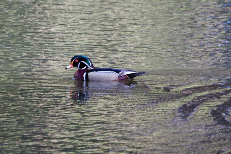 Wood Duck (Male) on the pond