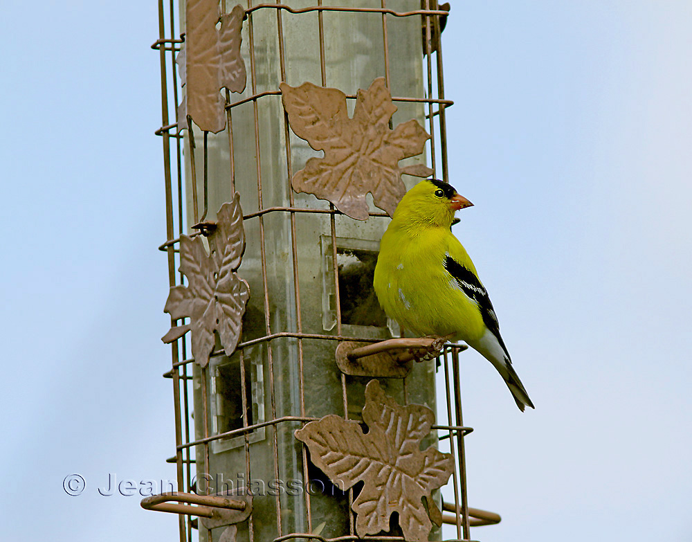 Chardonneret jaune ( American Goldfinch