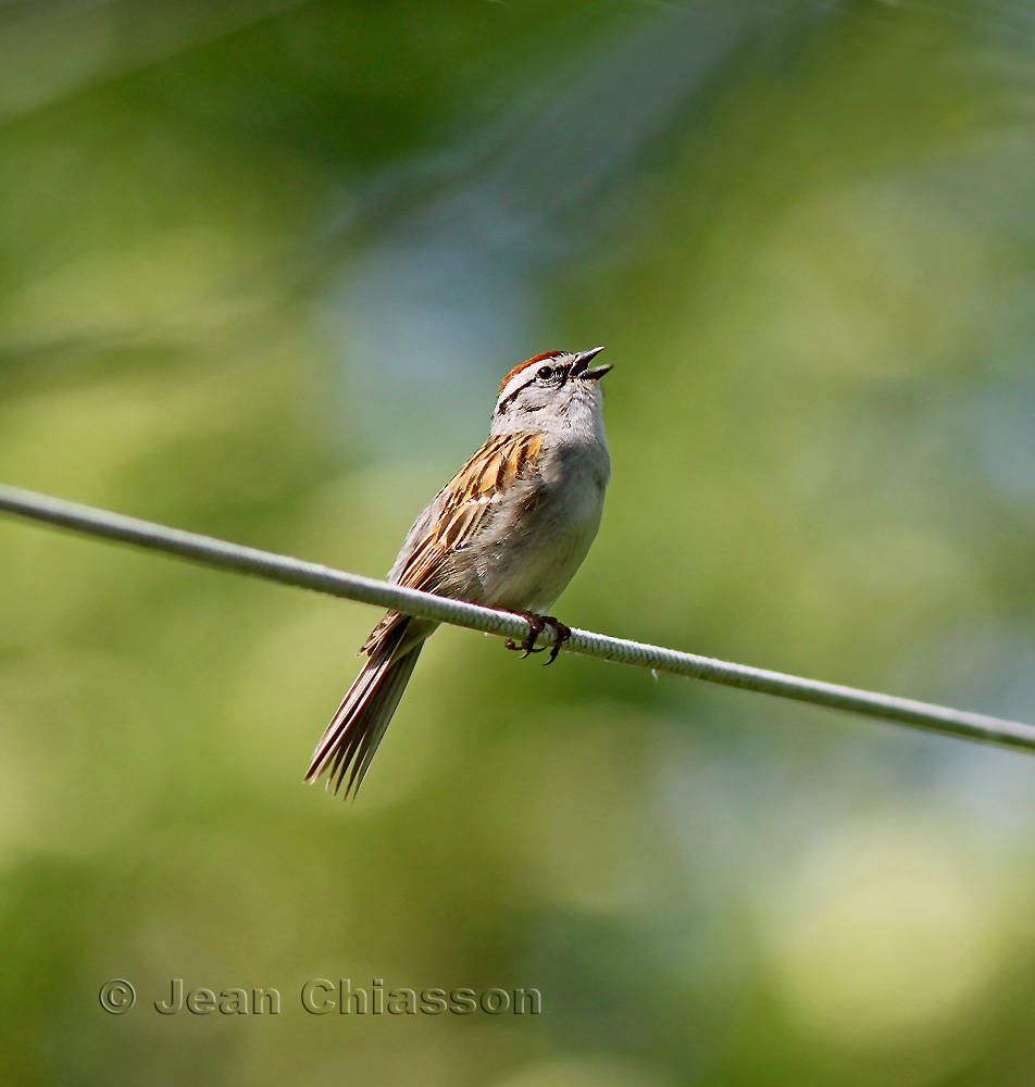 15-16 cm Bruant Familier / Chipping Sparrow