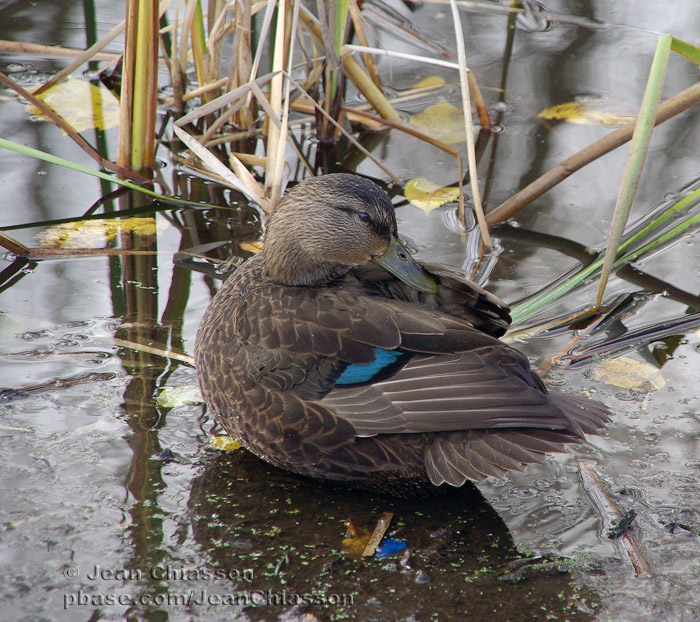 Canard Noir( American Black Duck)