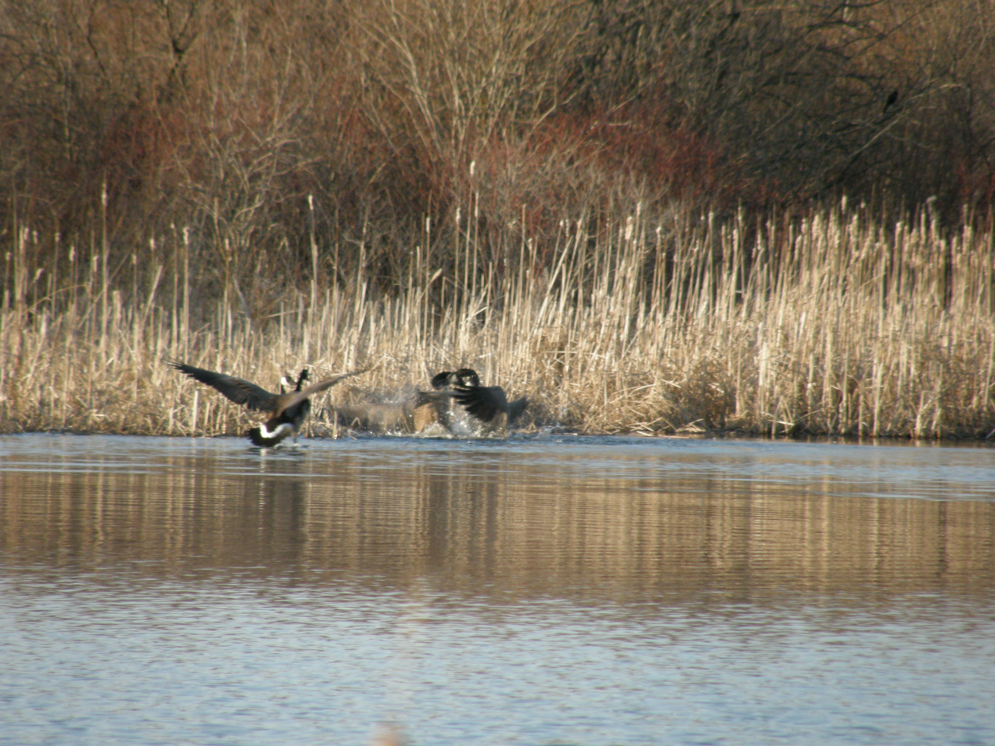 There was a goose fight on Stillwater Pond 3.12.09.JPG