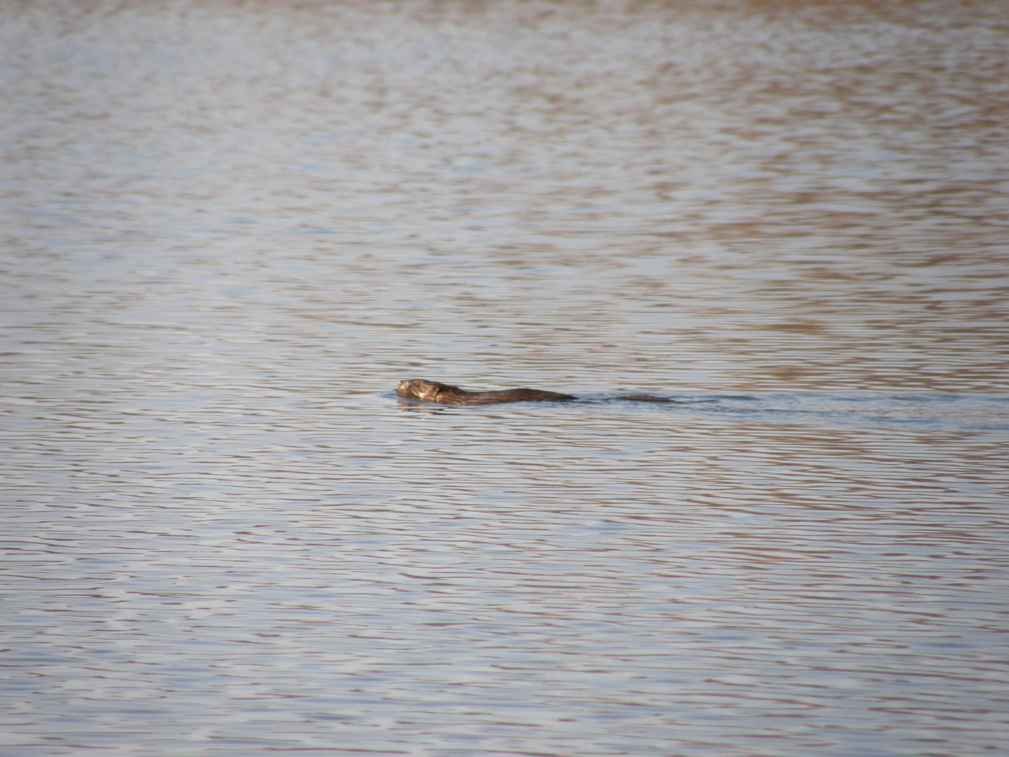 And there was a muskrat a few days later.  Welcome spring!.JPG