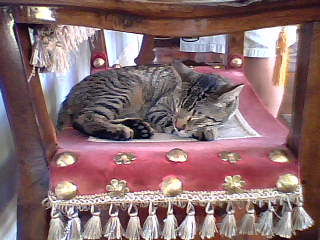 Hemingway House six toed cat on chair for Kim.jpg