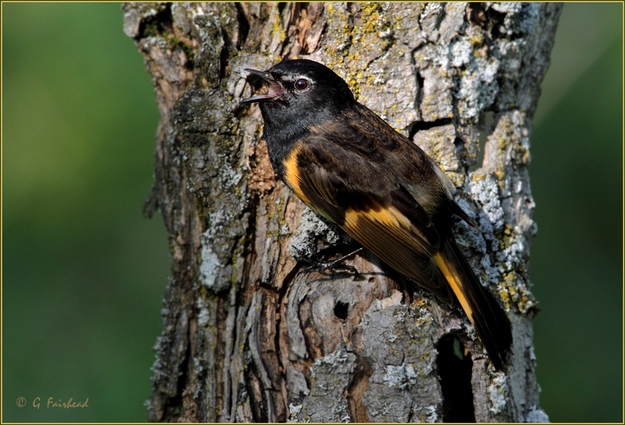 Redstart On Bark