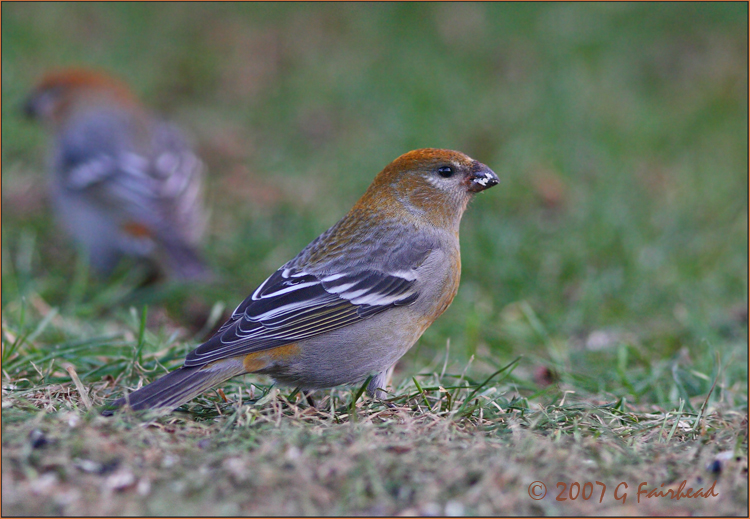 Juvenile Pine Grosbeak