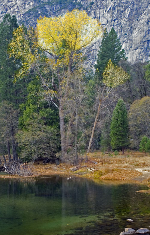 Yosemite Valley tree in fall