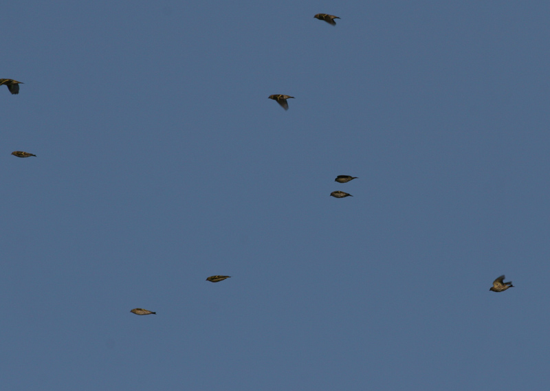 siskin / sijs, WK