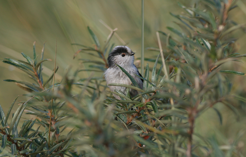 long-tailed tit / staartmees, WK