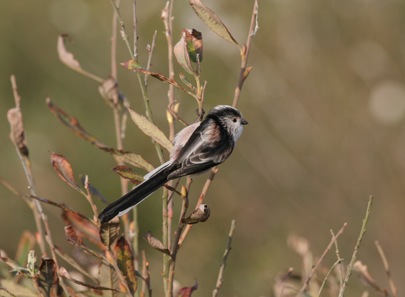 long-tailed tit / staartmees, WK