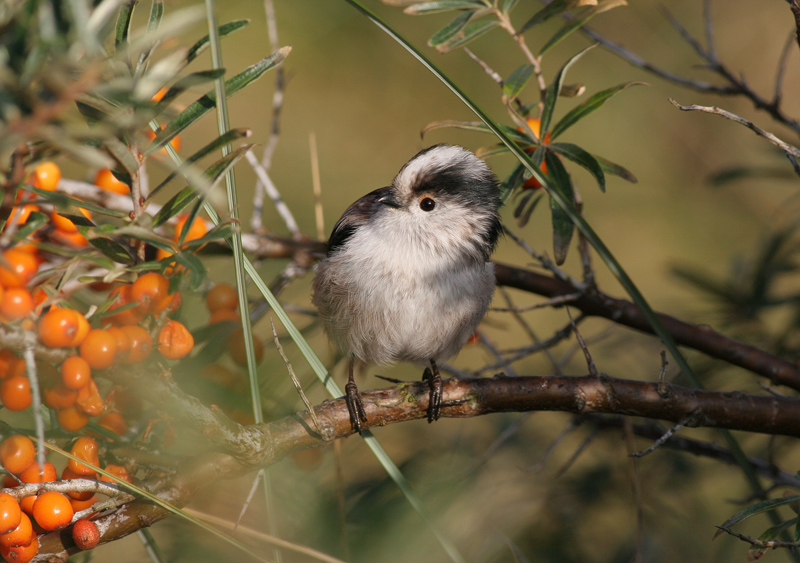 long-tailed tit / staartmees, WK