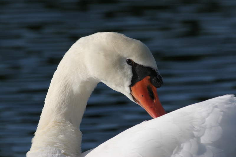 mute swan / knobbelzwaan, Westkapelle