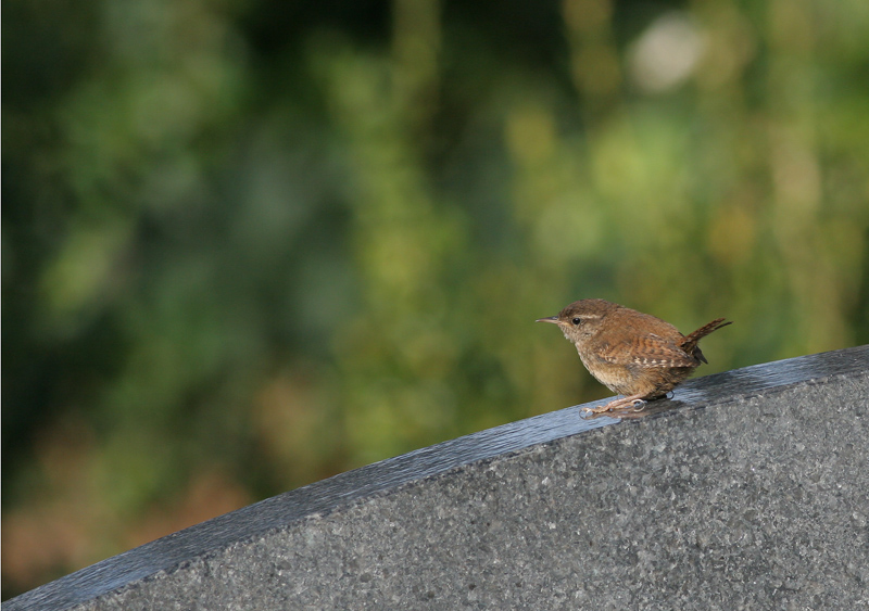 wren / winterkoning, WK