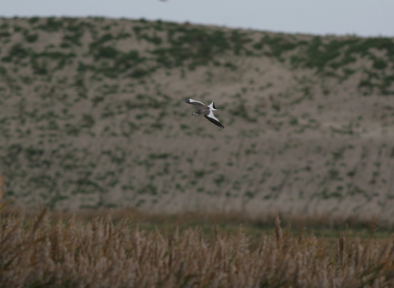 sabine's gull / vorkstaartmeeuw, WK