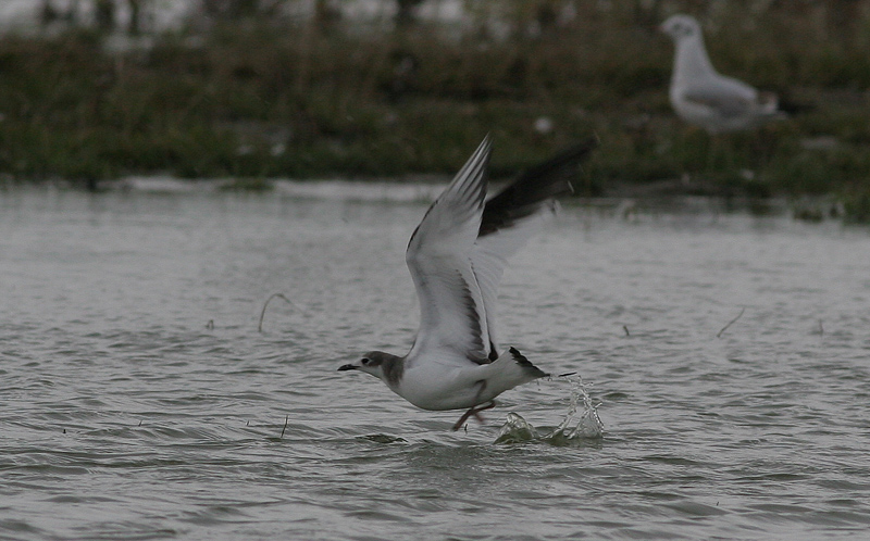 sabine's gull / vorkstaartmeeuw, WK