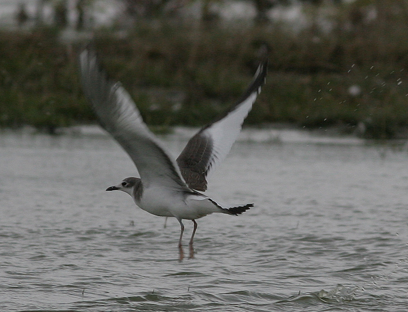 sabine's gull / vorkstaartmeeuw, WK