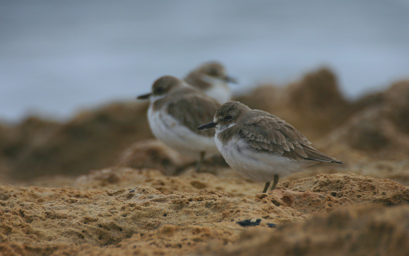 greater sand plover  / woestijnplevier