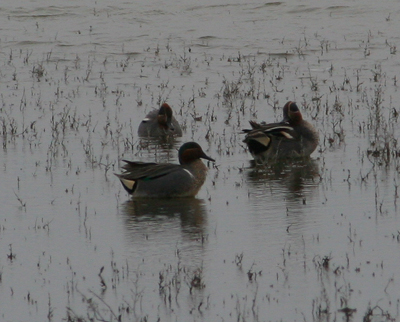 am. teal / amerikaanse wintertaling, Prunje