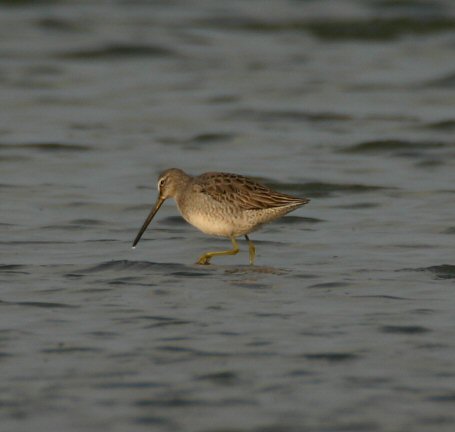 Long-billed dowitcher, Wolphaartsdijk, 29-02-2004