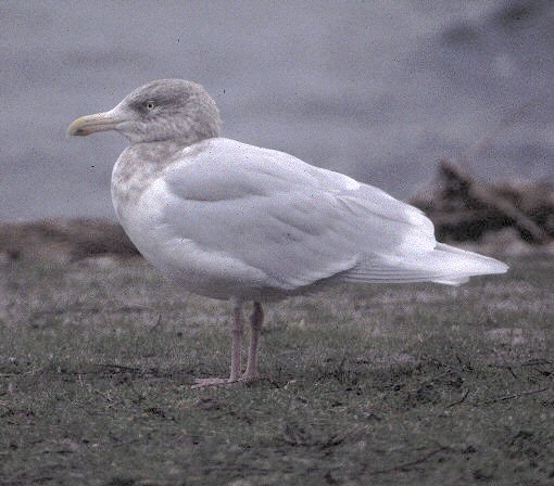 glaucous gull / grote burgemeester, Brouwersdam 1995?