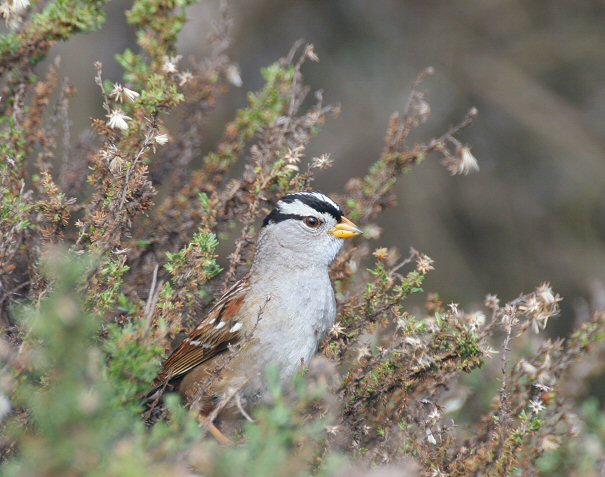 white-crowned sparrow - zonotrichia leucophrys