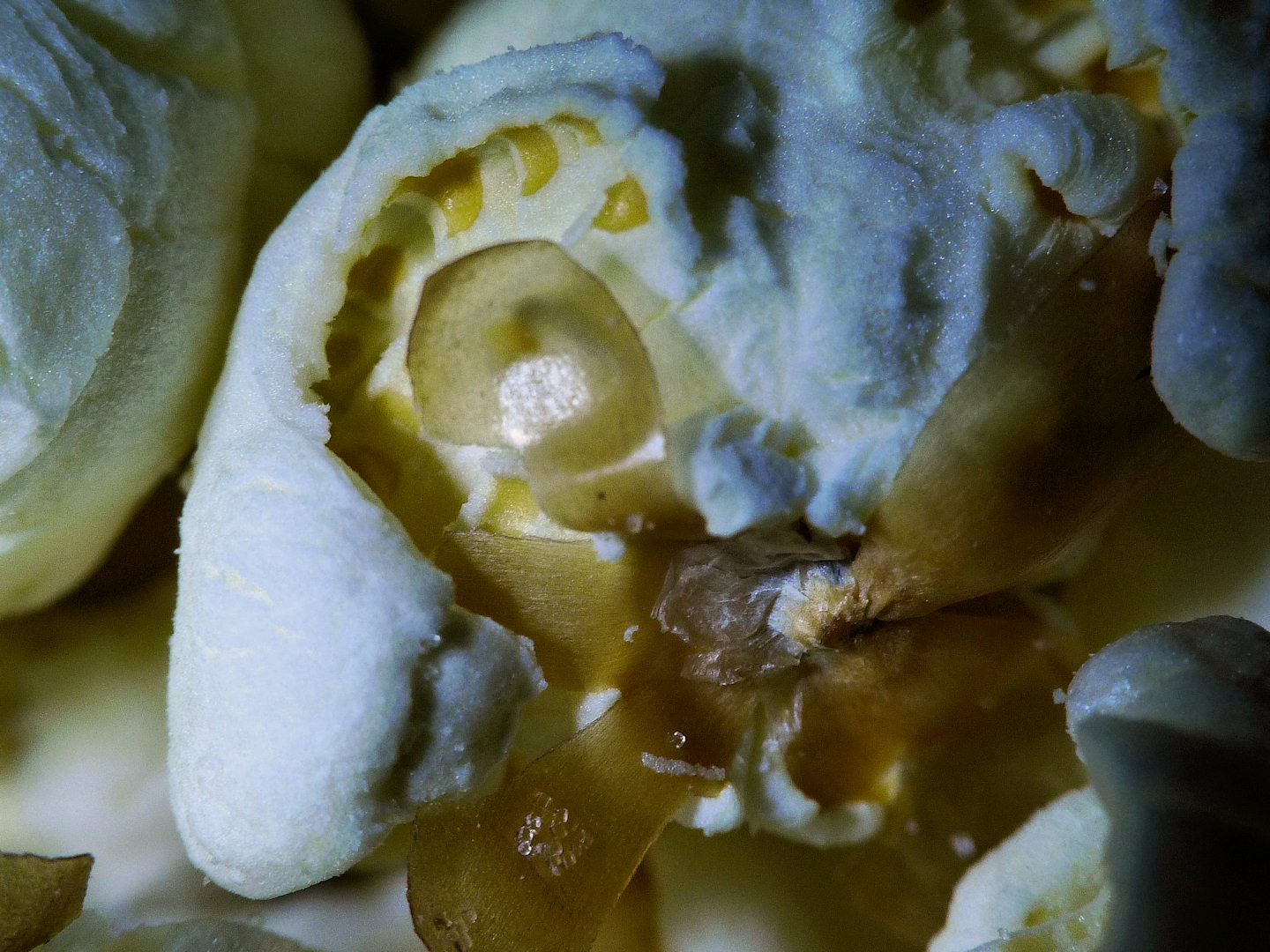lx3_popcorn_1may09.jpg