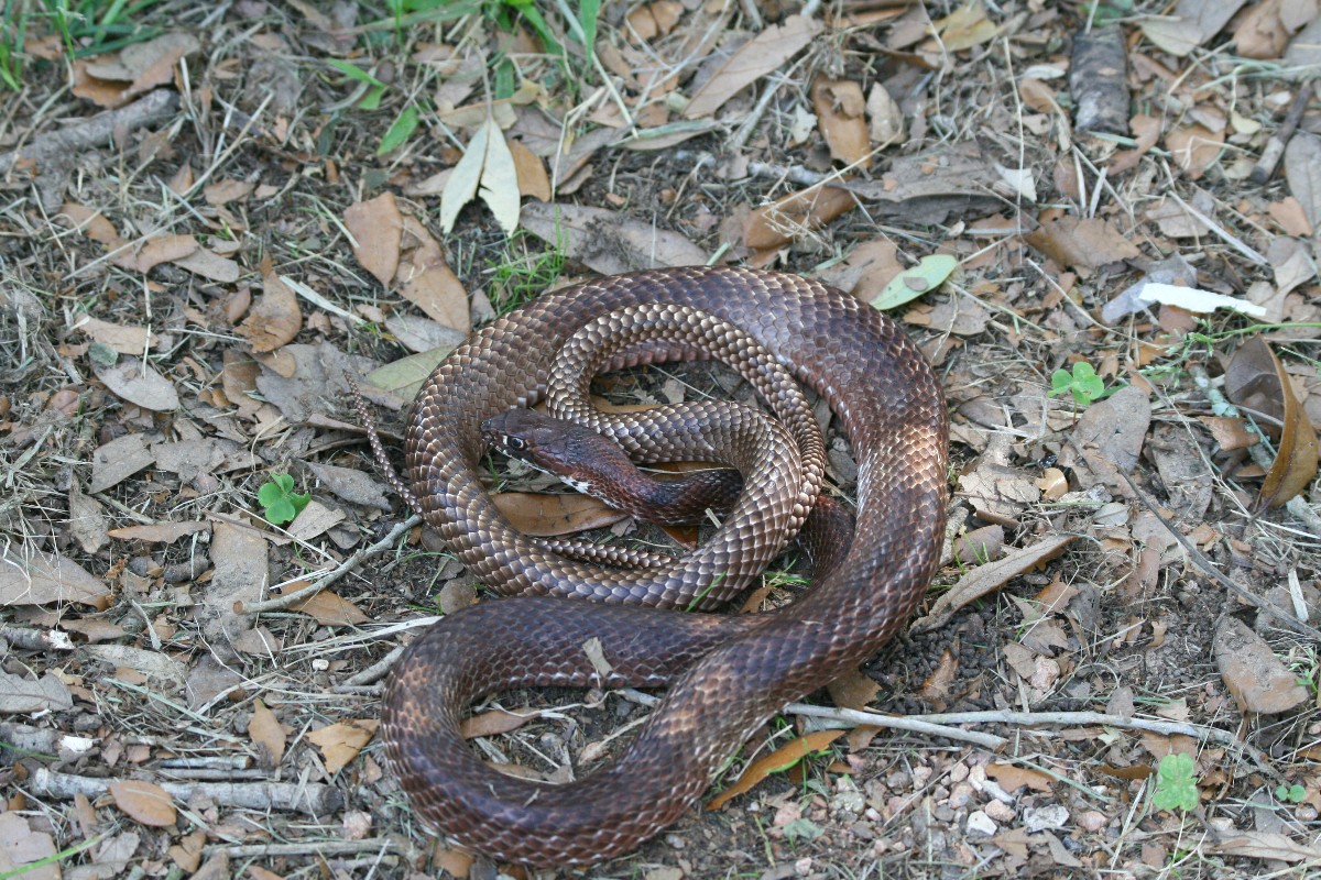 Eastern Coachwhip