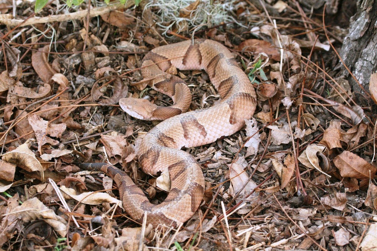 Copperhead