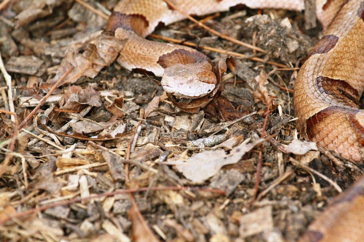 Copperhead